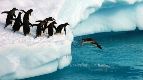 penguins-diving-ss-1920-800x450.jpg