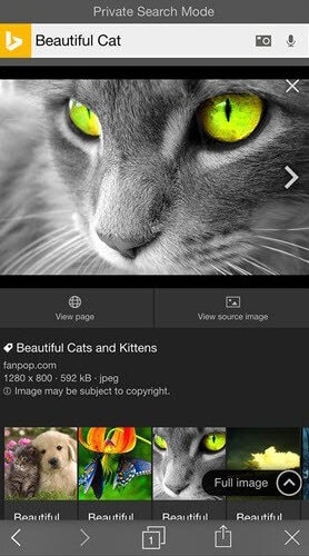 Bing-privacy-search-mode-BeautifulCat2.jpg