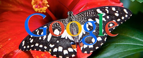 butterfly-Google-1900px--1438000626.jpg
