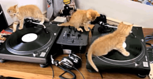 cat-djs.gif