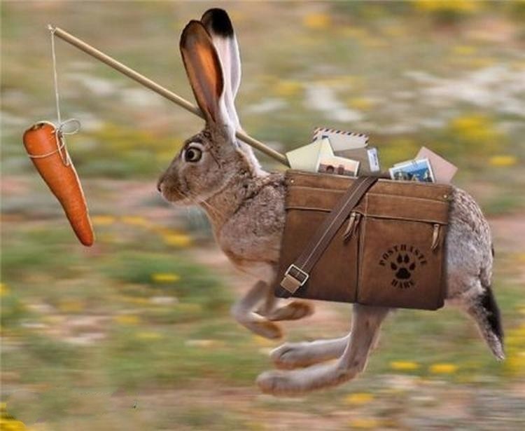 Смешное про зайцев. Кролик с морковкой. Смешной заяц. Кролик бежит. Заяц-почтальон.