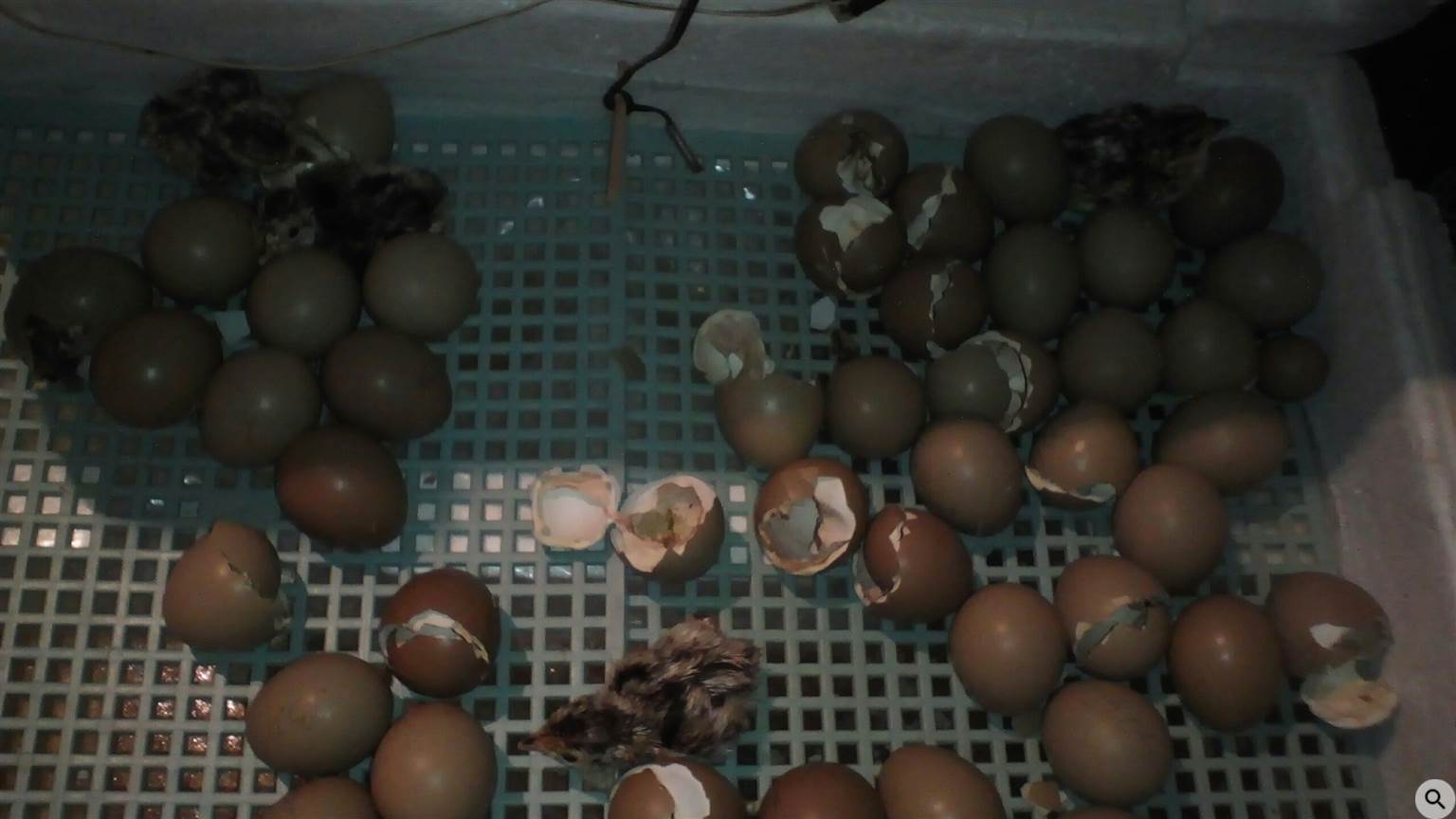 инкубация яиц фазанов